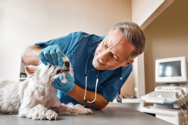 Best 24-Hour Emergency Dentist in Blue Mound, TX